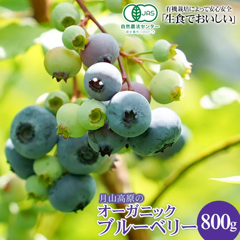 【令和7年産先行予約】月山高原のオーガニックブルーベリー(大粒・800g)　K-751