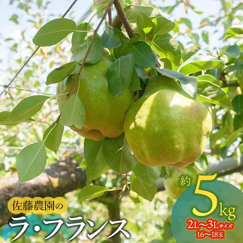 【令和8年産先行予約】 ラ・フランス　2L～3L　約5kg (16～18玉)　山形県鶴岡市産 佐藤農園
