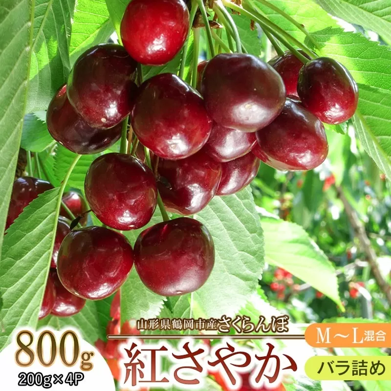 【令和7年産先行予約】 鶴岡市産 紅さやか M～Lサイズ混合 バラ詰め800g (200g×4)　【五十嵐 茂也】