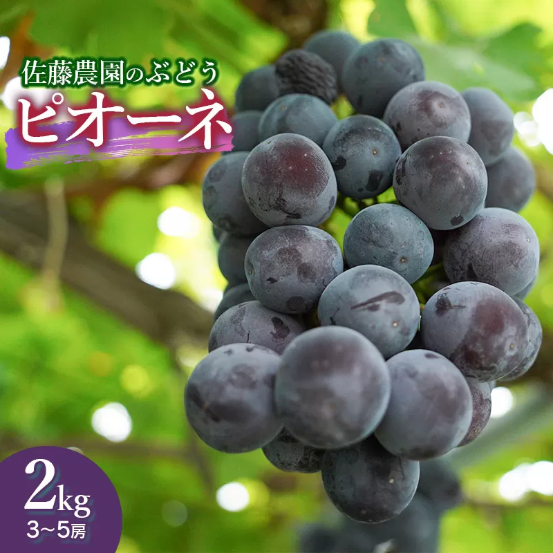 【令和8年産先行予約】 鶴岡市産 ピオーネ 約2kg(3~5房) 佐藤農園