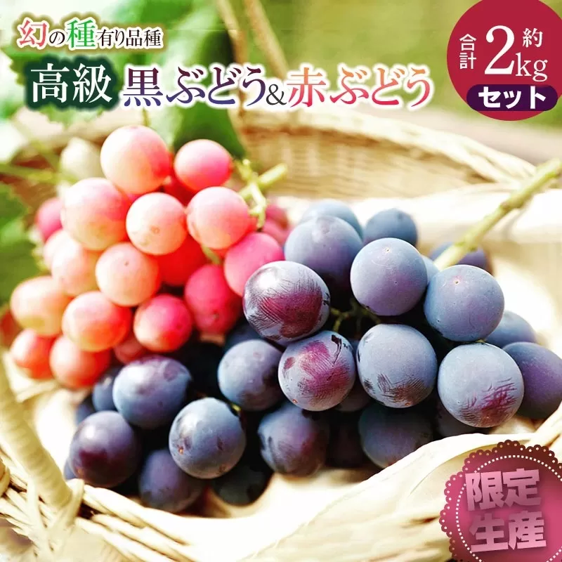 【令和6年産先行予約】【限定生産】幻の種あり品種 ぶどうの詰合せ 約2kg 季節の旬の高級黒ぶどう・赤ぶどうセット　カラフルぶどう園