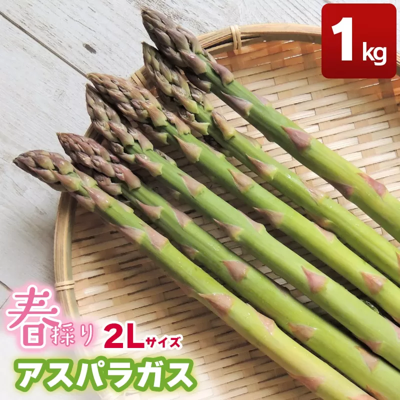 春採りアスパラガス　2Lサイズ　1kg　山形県鶴岡産　Toki農園