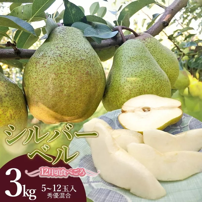 【令和7年産 先行予約】シルバーベル（洋梨）約3kg（5～12玉入）　庄内産直センター