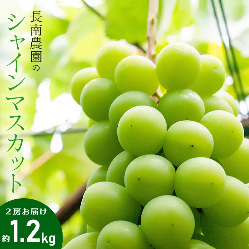 【令和7年産先行予約】 シャインマスカット 2房 約1.2kg　山形県鶴岡市産　長南農園