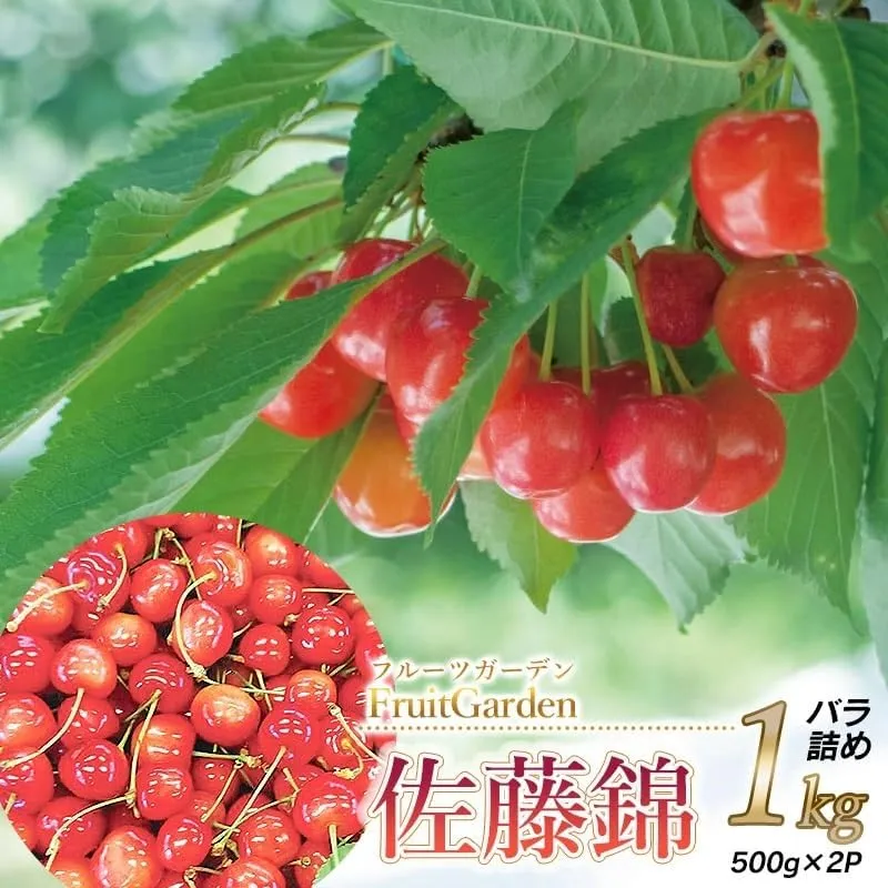 【令和8年産】フルーツガーデンのさくらんぼ 〈佐藤錦〉 バラ詰め L～2Lサイズ 1kg（500g×2）山形県鶴岡市　| サクランボ チェリー 佐藤錦 果物 くだもの フルーツ 1キロ 甘い 完熟 旬 産地直送 果汁 人気 美味しい 2026年産 お取り寄せ 庄内地方 東北 返礼品