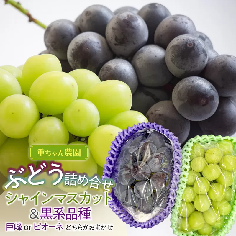 【令和8年産先行予約】 ぶどう詰め合わせ 2房 (シャインマスカットと黒系品種 各1房) 山形県鶴岡市 重ちゃん農園