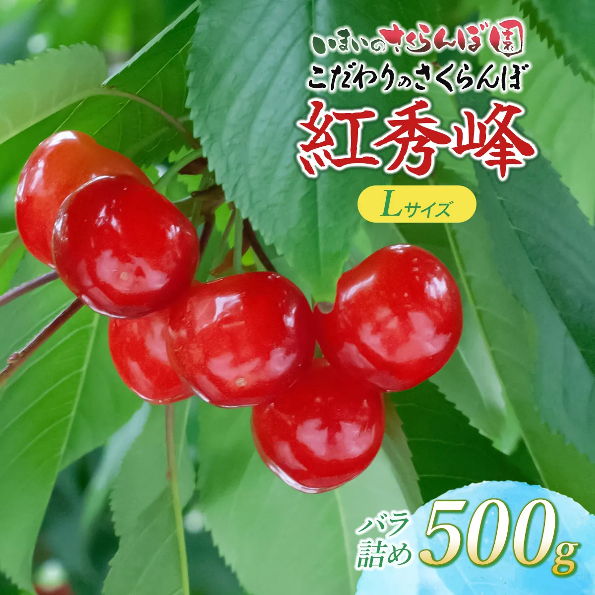 【令和9年産先行予約】 こだわりのさくらんぼ 「紅秀峰」 Lサイズ以上 バラ詰め 500g いまいのさくらんぼ園 K-935