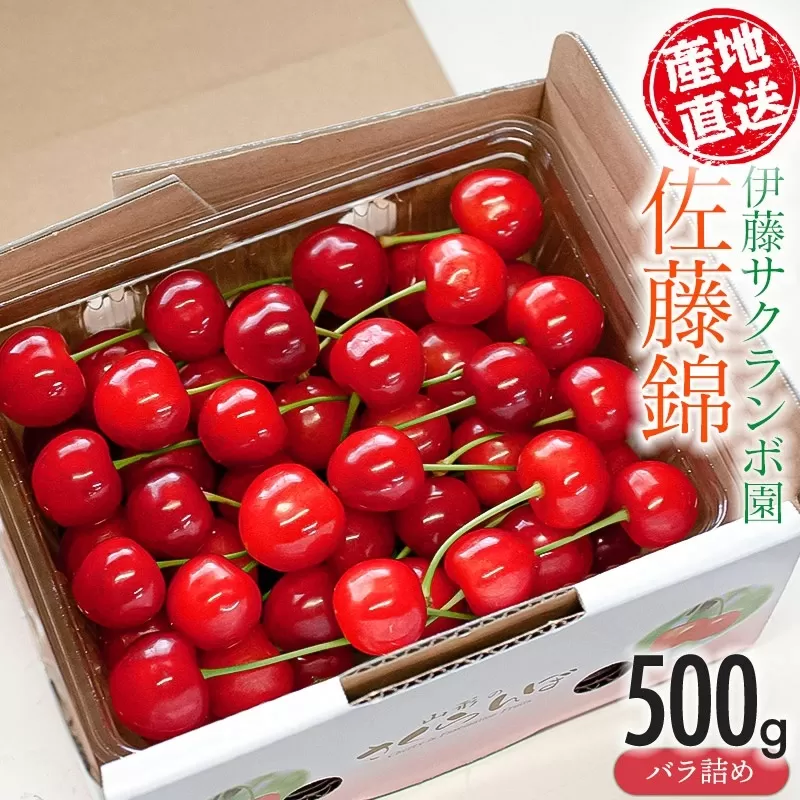 【令和7年産先行予約】さくらんぼ「佐藤錦」バラ詰め 500g 山形県鶴岡産 伊藤サクランボ園　K-734