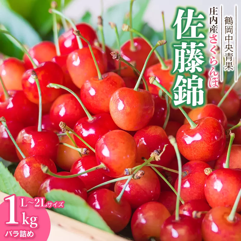【令和7年産】さくらんぼ 佐藤錦　バラ詰め1㎏　L～2Lサイズ　鶴岡中央青果