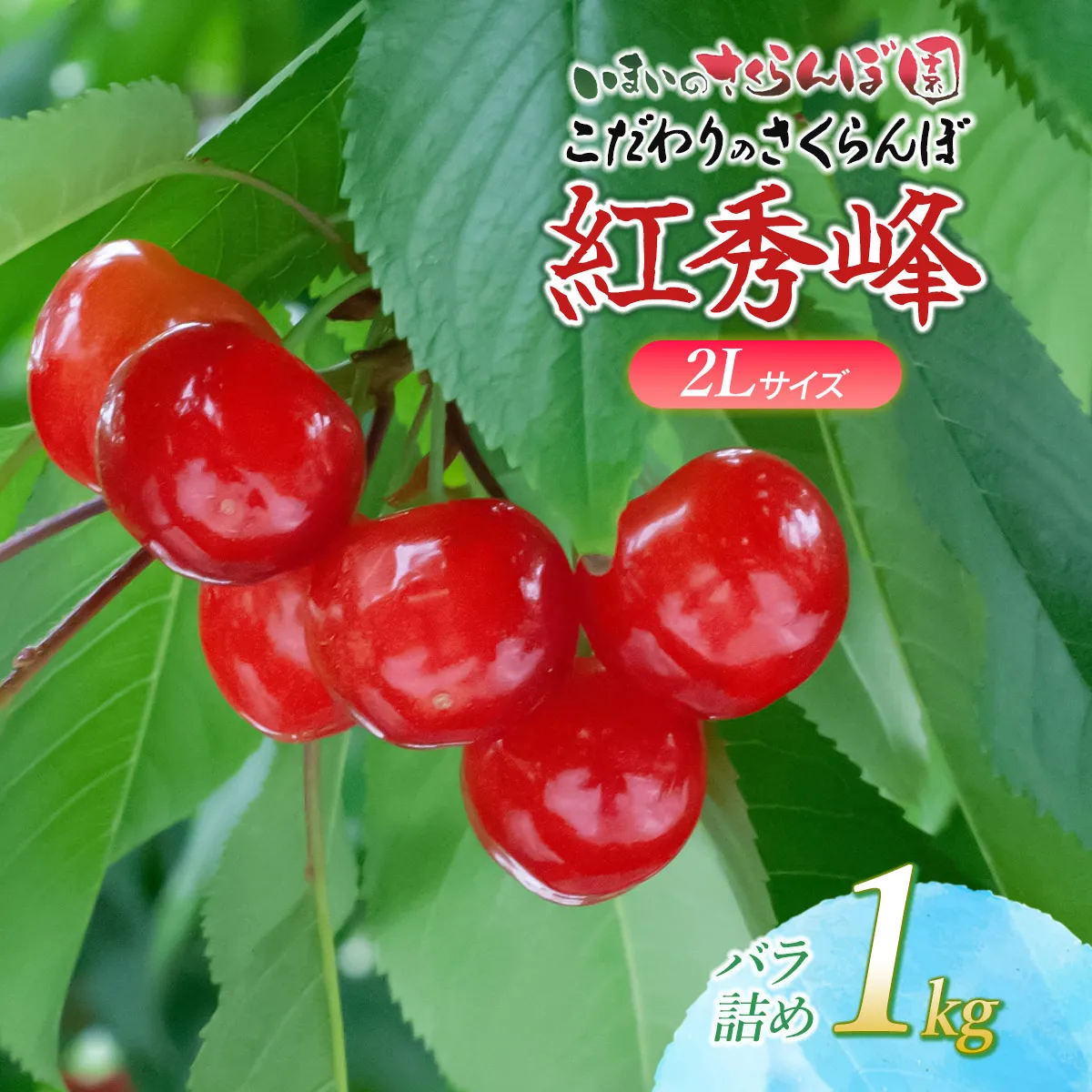 【令和9年産先行予約】 こだわりのさくらんぼ「紅秀峰」(2Lサイズ以上) バラ詰め 1kg(500g×2) いまいのさくらんぼ園 K-969