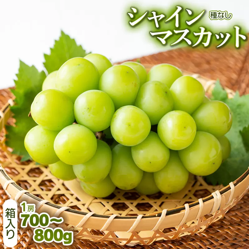 【令和7年産先行予約】シャインマスカット(種なし) 1房 箱入り 700〜800g　山形県鶴岡市　株式会社サンエイファーム
