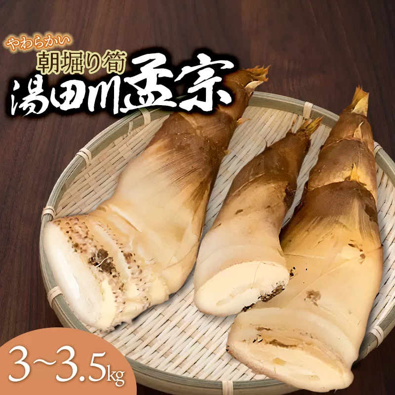 【令和7年産先行予約】庄内の春の味覚　やわらかい朝堀り湯田川孟宗（たけのこ）約3〜3.5kg　にこにこふぁーむ　K-660