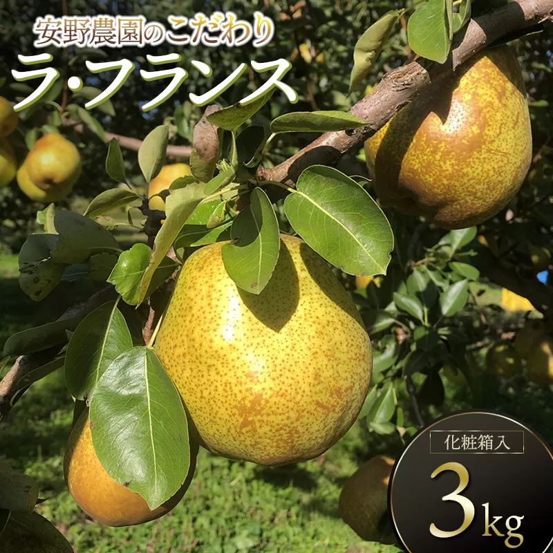 【令和8年産先行予約】安野農園のこだわりラ・フランス 3kg(5~9玉) 化粧箱入り 山形県鶴岡産 安野農園