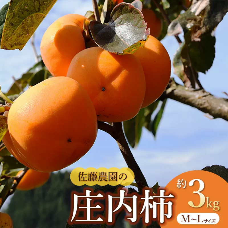 【令和8年産先行予約】　庄内柿　M～Ｌ　約3kg　佐藤農園