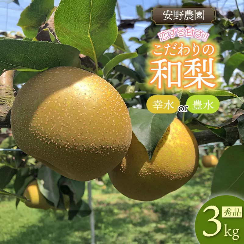 【令和8年産先行予約】「恋する甘さ！」こだわりの和梨 幸水か豊水　秀品3kg(5～10玉)　山形県鶴岡産　安野農園