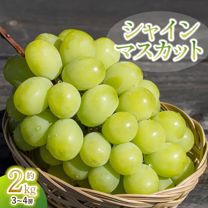【令和8年産先行予約】 シャインマスカット 2kg（3～4房）　山形県鶴岡市　鶴岡中央青果　| ぶどう ブドウ 葡萄 果物 くだもの フルーツ 2キロ 大粒 種なし 皮ごと 旬 期間限定 2026年産 人気 美味しい お取り寄せ 返礼品