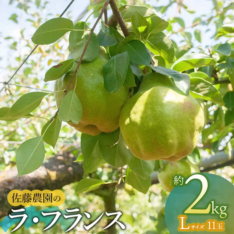 【令和8年産先行予約】 ラ・フランス Lサイズ 約2kg　(11玉)　山形県鶴岡市産　佐藤農園