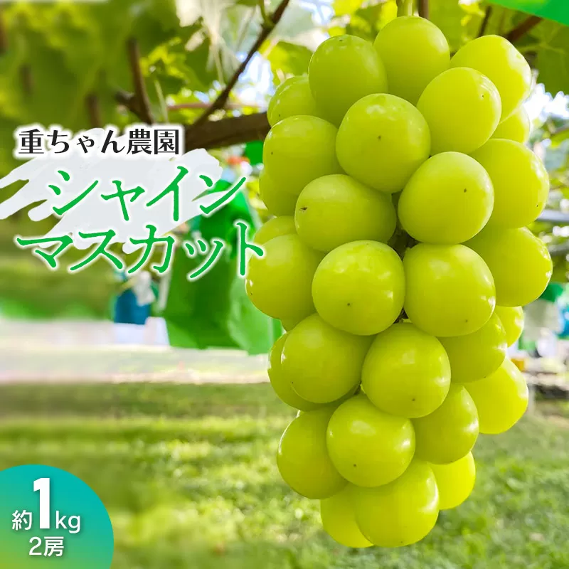 【令和7年産先行予約】 大人気 シャインマスカット 2房 （約1kg） 山形県鶴岡産 重ちゃん農園
