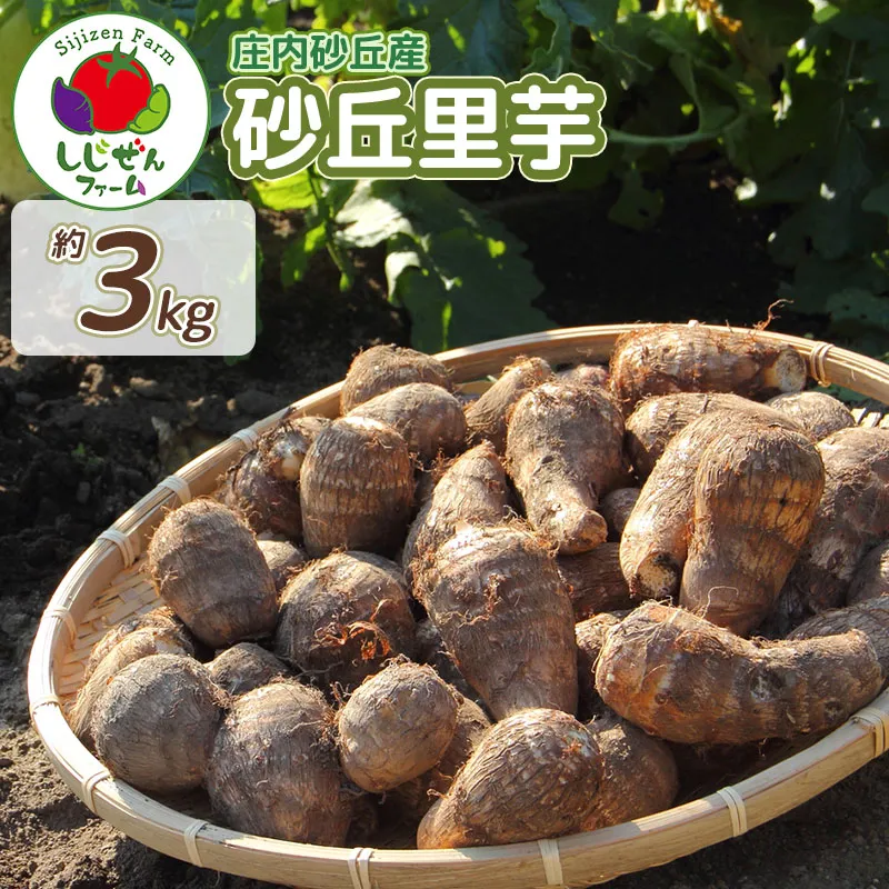 【令和8年産先行予約】　庄内砂丘里芋　約3Kg　山形県鶴岡市　しじぜんファーム　| 里芋 さといも サトイモ 野菜 やさい 新鮮野菜 3キロ 産地直送 おすすめ 人気 お取り寄せ 返礼品