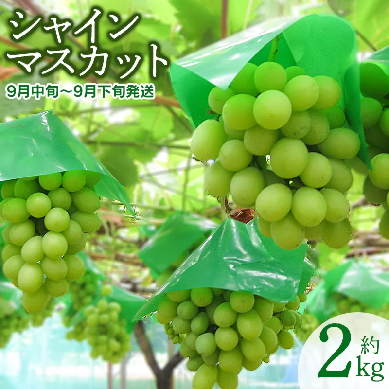 【令和7年産先行予約】 シャインマスカット 約2kg 山形県鶴岡産　産直あぐり　K-755