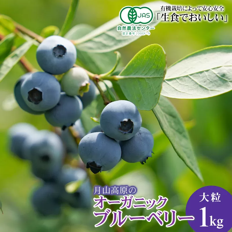 【令和7年産先行予約】 月山高原のオーガニックブルーベリー(大粒1kg)　K-758