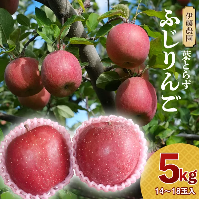 【令和6年産 先行予約】葉とらずリンゴ「ふじりんご」　約5kg（14～18玉入）　伊藤農園