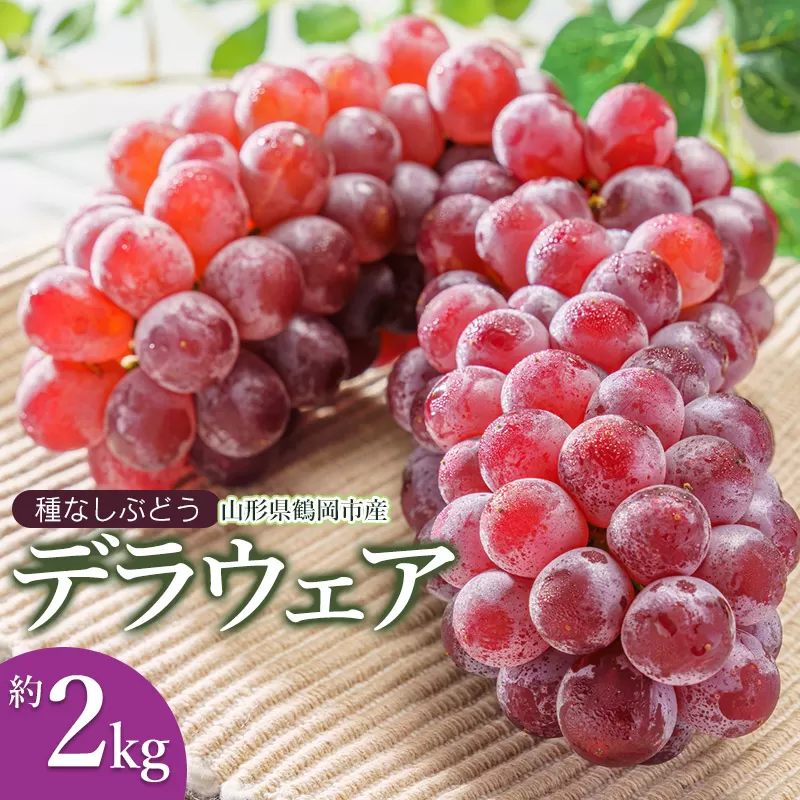 【令和7年産先行予約】鶴岡市産 デラウェア 約2kg (10～16房) JA庄内たがわ　K-730