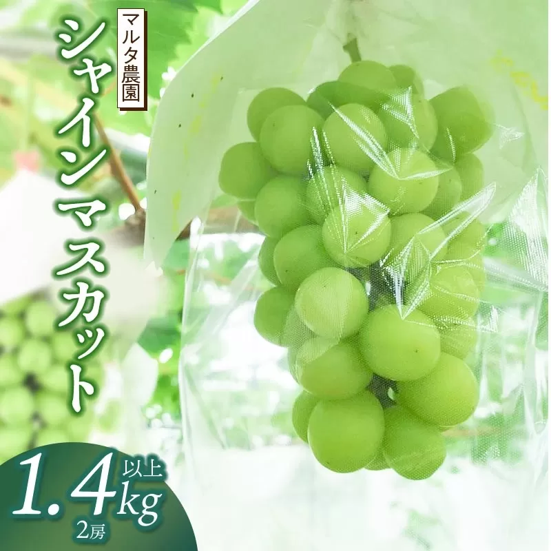 【令和7年産 先行予約】シャインマスカット 1.4kg以上(2房)　マルタ農園