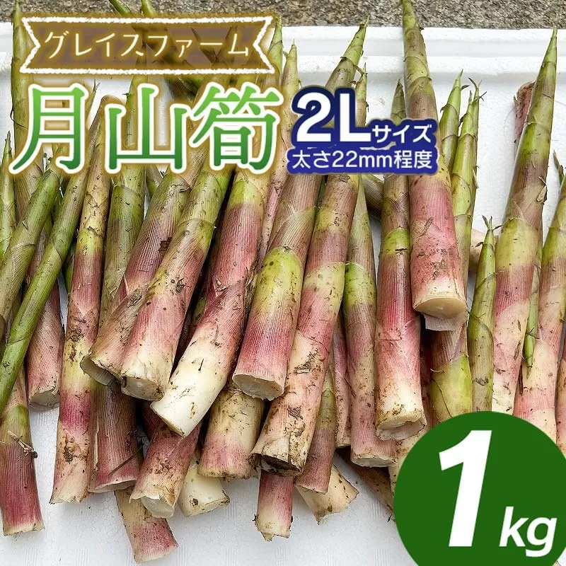 【令和8年産先行予約】月山筍 2Lサイズ　1kg　山形県鶴岡産　グレイスファーム