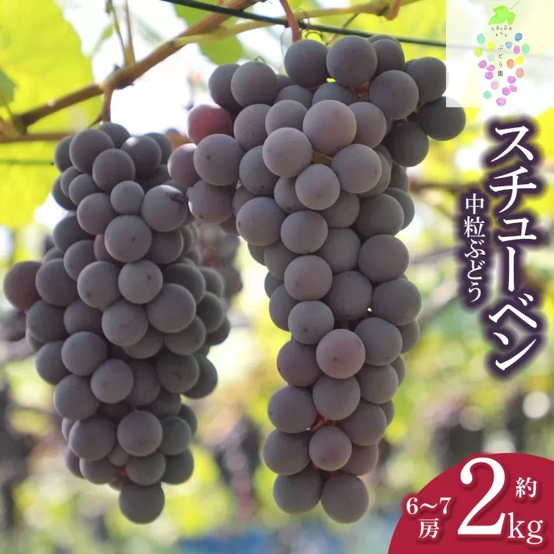 【令和7年産先行予約】鶴岡市産 スチューベン 約2kg（6房～7房） 中粒ぶどう　カラフルぶどう園