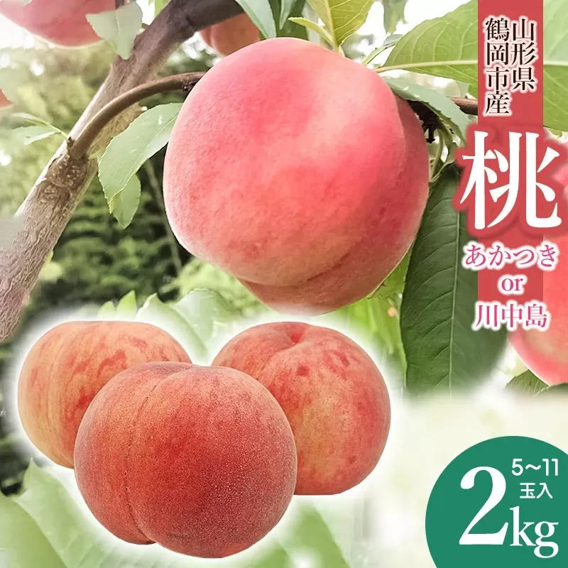 【令和7年産 先行予約】鶴岡産　桃　約2kg（5～11玉入） あかつき or 川中島 どちらか1品種　庄内産直センター