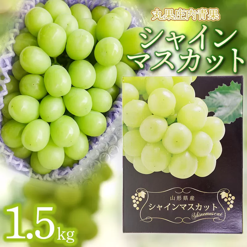【令和7年産先行予約】シャインマスカット 約1.5kg 丸果庄内青果