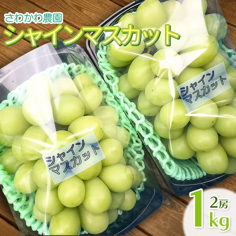 【令和7年産先行予約】シャインマスカット 1kg（2房）山形県鶴岡市産　さわかわ農園