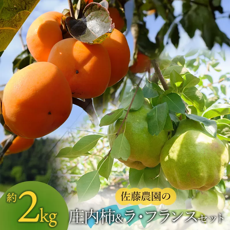 【令和8年産先行予約】庄内柿＆ラ・フランス セット 約2kg 山形県鶴岡市産　佐藤農園