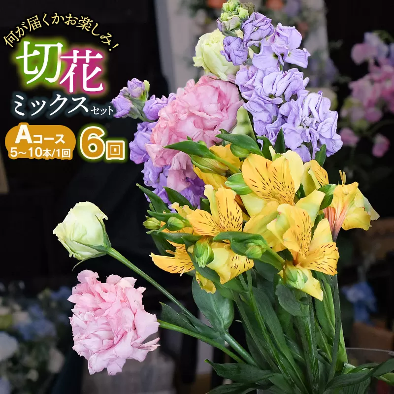 何が届くかお楽しみ★【6ヶ月定期便】鶴岡産切花ミックスセット Aコース6回　花蔵（HANAZO）　K-733