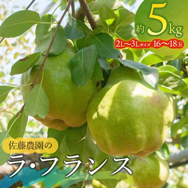 【令和7年産先行予約】 ラ・フランス 2L～3L 約5kg(16～18玉)　山形県鶴岡市産 佐藤農園
