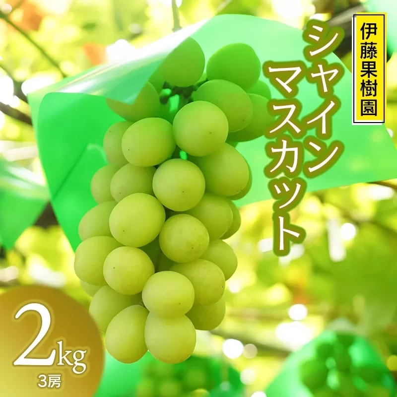 【令和7年産先行予約】鶴岡市産 シャインマスカット　2kg（3房）　伊藤果樹園