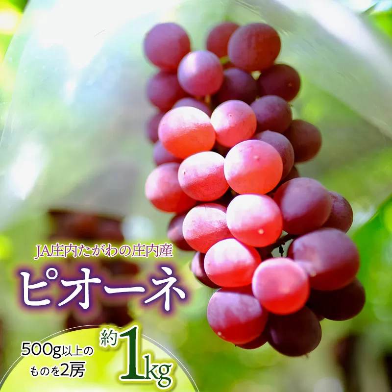 【令和7年産先行予約】JA庄内たがわの庄内産 ピオーネ 約1kg　K-730