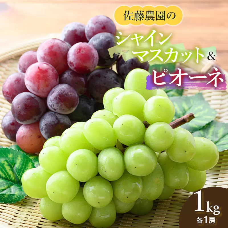 【令和7年産先行予約】 シャインマスカット・ピオーネ (各1房ずつ) 約1kg　佐藤農園