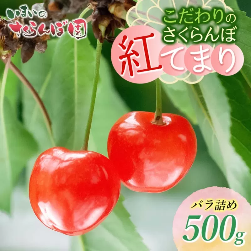 【令和7年産先行予約】こだわりのさくらんぼ「紅てまり」バラ詰め 500g いまいのさくらんぼ園 K-732