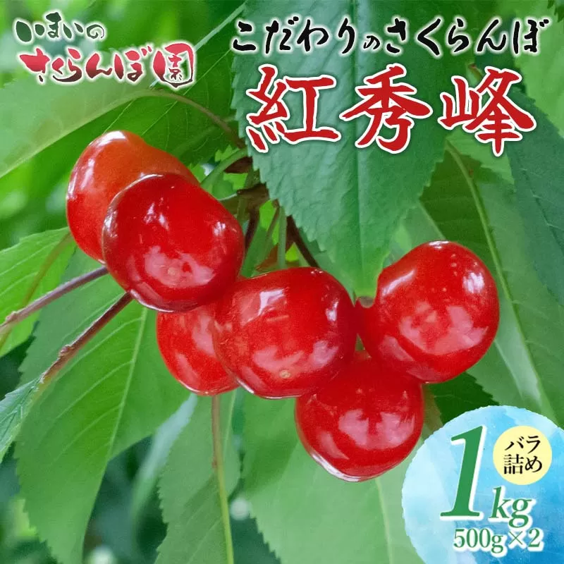 【令和7年産先行予約】こだわりのさくらんぼ「紅秀峰」バラ詰め 1kg（500g×2) いまいのさくらんぼ園 K-763