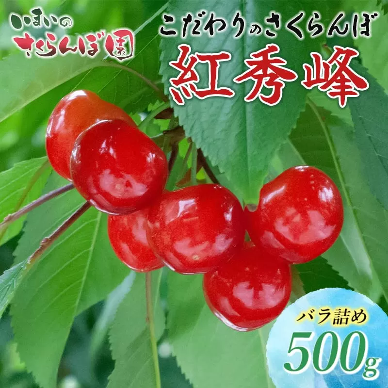 【令和7年産先行予約】こだわりのさくらんぼ「紅秀峰」バラ詰め 500g いまいのさくらんぼ園 K-732