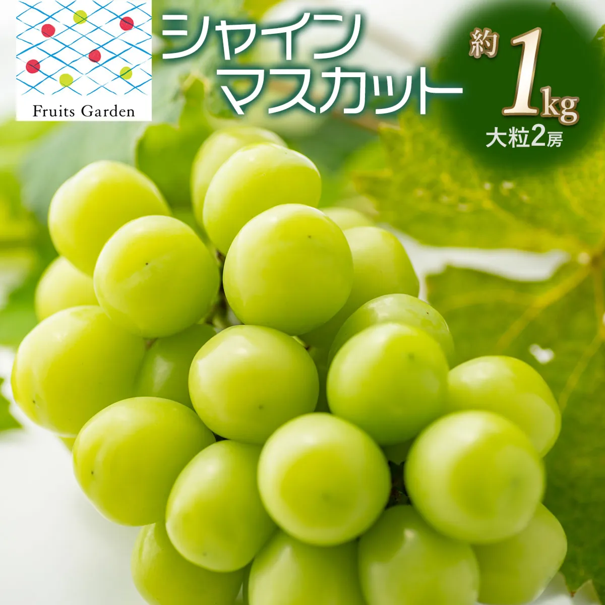【令和8年産】 シャインマスカット 約1kg (大粒 2房) 山形県鶴岡市 フルーツガーデン