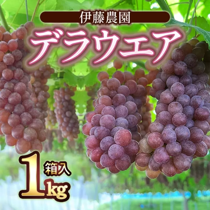 【令和7年産先行予約】 デラウェア 1kg箱入 (5～7房) 山形県鶴岡産　伊藤農園