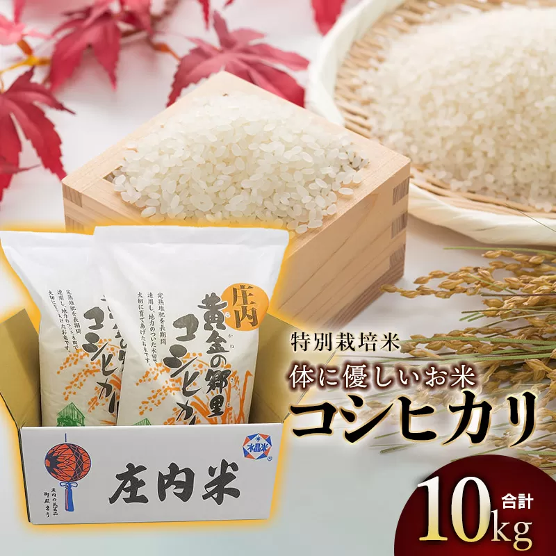 【令和7年産】【新米】特別栽培米 体に優しいお米・こしひかり10kg（5kg×2） 山形県庄内産　鶴岡米穀商業協同組合