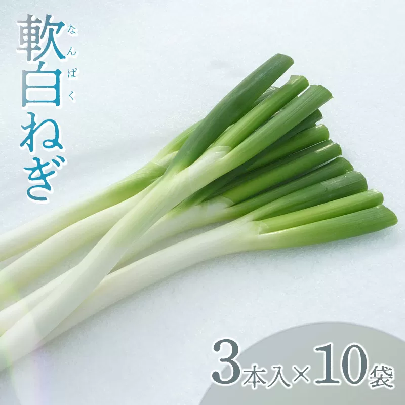 【令和7年12月より発送】軟白ネギ　1箱（3本入り×10袋） 山形県鶴岡市産　鶴岡協同ファーム