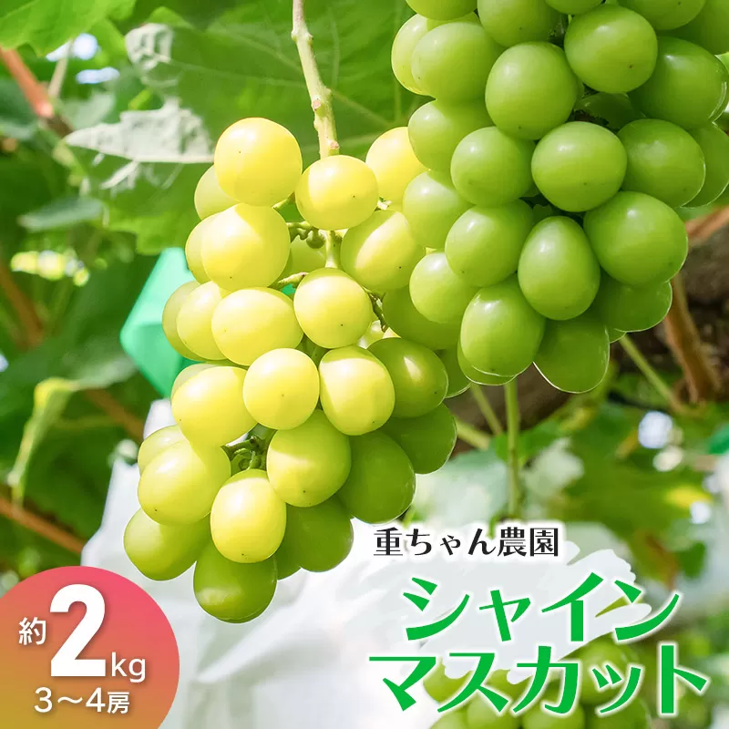 【令和8年産先行予約】 大人気 シャインマスカット 約2kg(約3〜4房) 山形県鶴岡産 重ちゃん農園