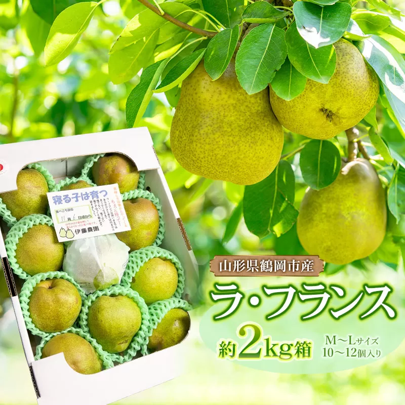 【令和7年産 先行予約】ラ・フランス 2kg箱入り　M～Lサイズ (10～12個入り)　伊藤農園