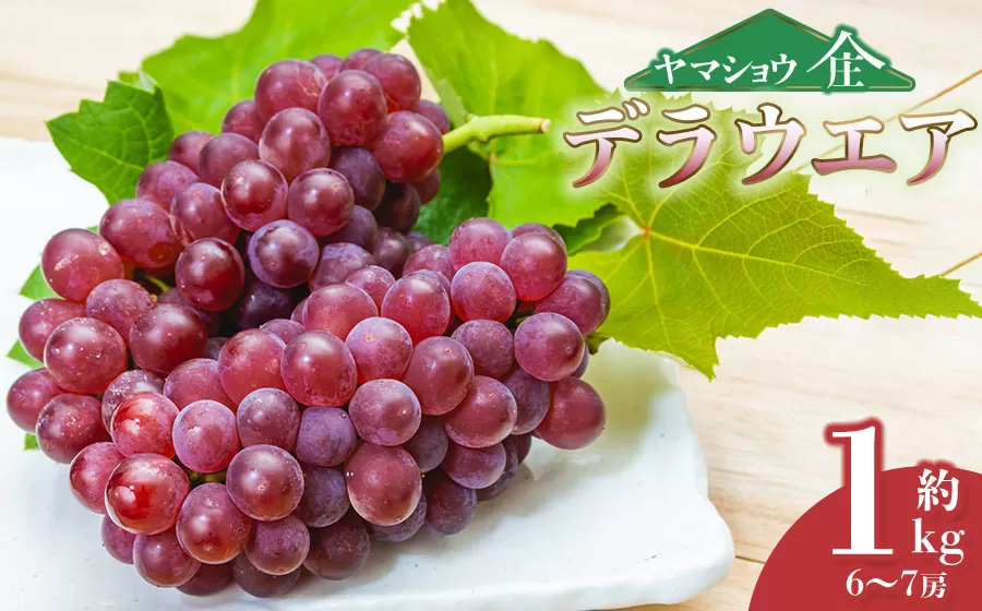 【令和7年産先行予約】デラウェア 約1kg (6～7房) 山形県 鶴岡市産 ヤマショウ