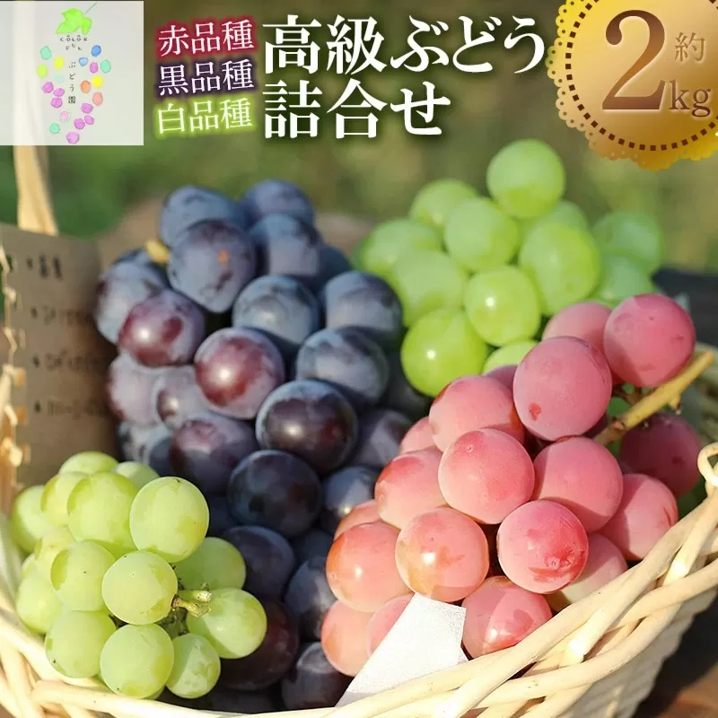 【令和7年産先行予約】高級ぶどう詰合せ 約2kg　カラフルぶどう園